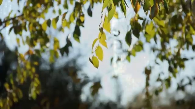  도로교통 감정사 , 자격증 커리어 활용방안