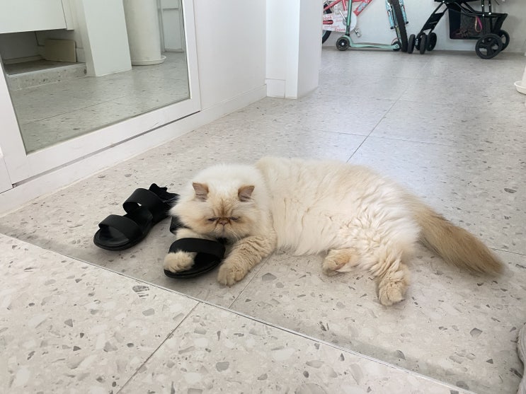  고양이 신발