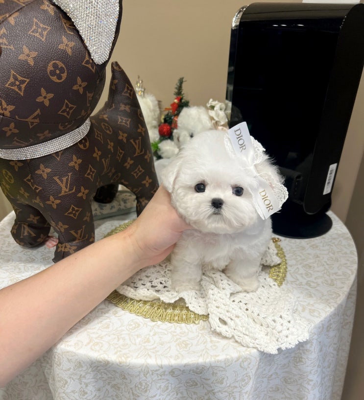  TINI MINI PUPPY 울산강아지분양 김해강아지분양 프리미엄 초소형견분양