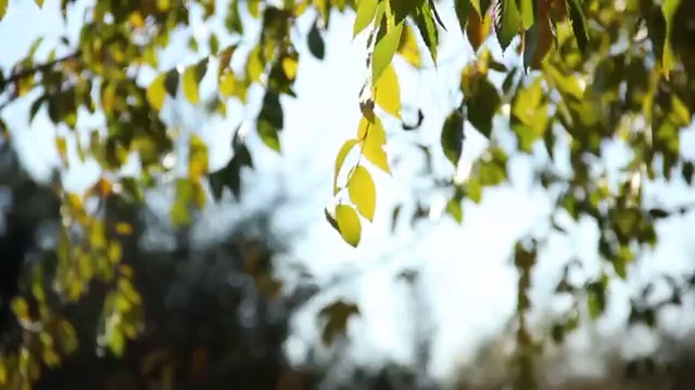  도로교통 감정사 , 자격증 합격률과 난이도