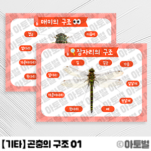 어린이집 곤충의 구조 알아보기, 곤충 놀이 도안, 곤충 프로젝트, 곤충 사진 도안, 곤충 포스터, 다양한 곤충 사진, 곤충 살펴보기 도안, 곤충 구조 도안, 곤충 실사 도안