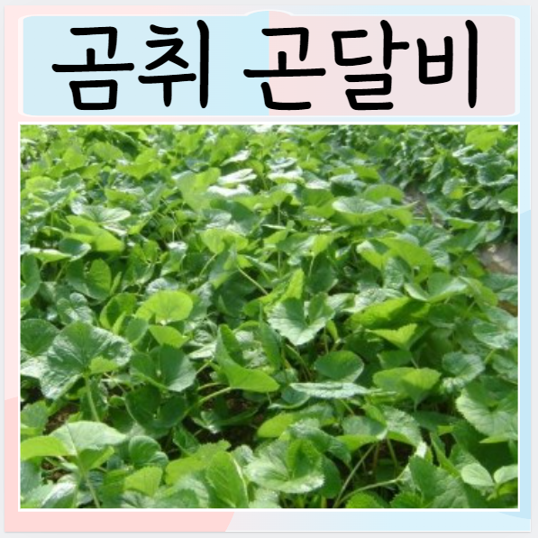 곰취 곤달비 차이점 좋은점 효능