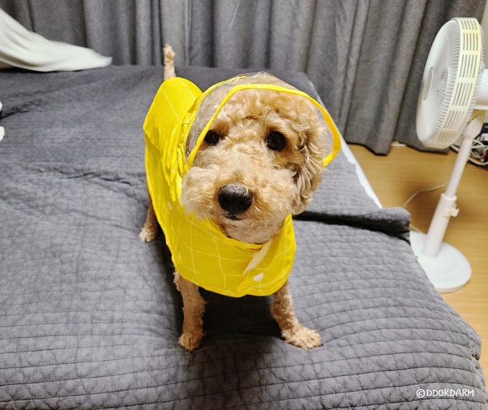 다이소 강아지 우비 구매 후 강아지 입혀본 후기!