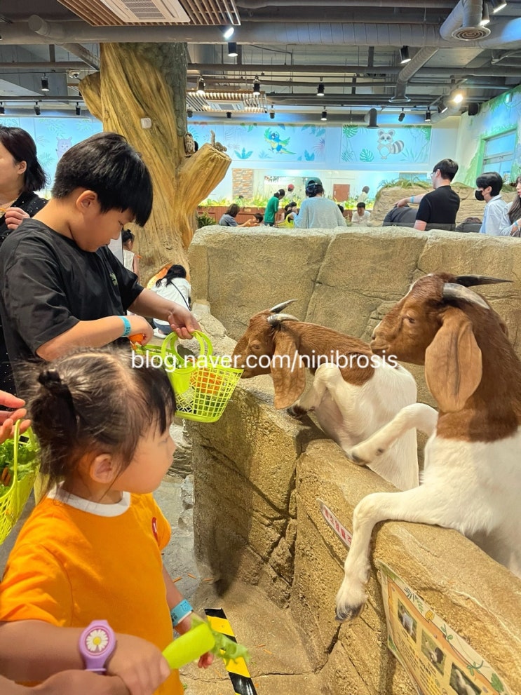  부산 명지 비 오는 날 실내 동물원 라라쥬 명지 아이들과가볼만한곳