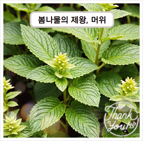  머위 효능 머위즙효능