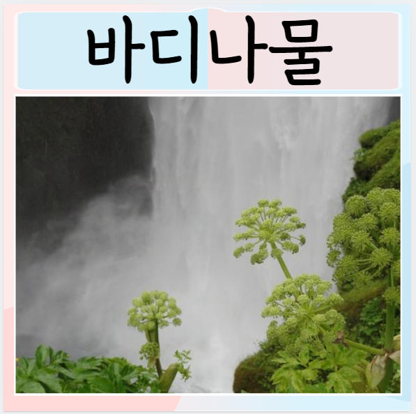  바디나물 효능 좋은점은? 먹는방법은?