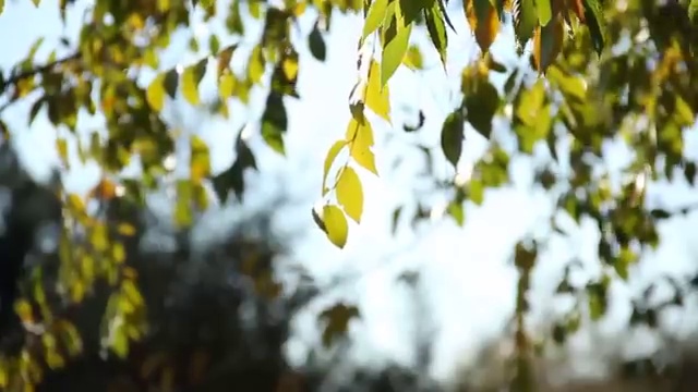  도로교통 감정사 , 자격증 교육기관