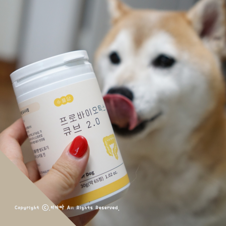  강아지유산균 맛있게 챙겨요