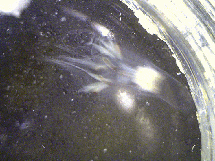  Leuckartiara octona (Fleming, 1823) エボシクラゲ 꽃민컵히드라충-목의 1종