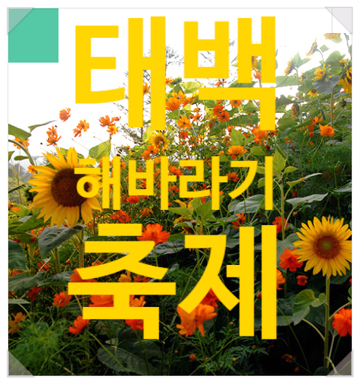  강원도 꽃축제 태백해바라기축제 요금 기본정보