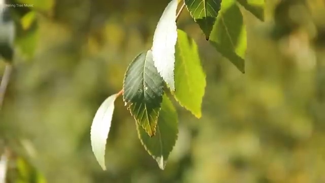  도로교통감정사 , 자격증 준비 과정