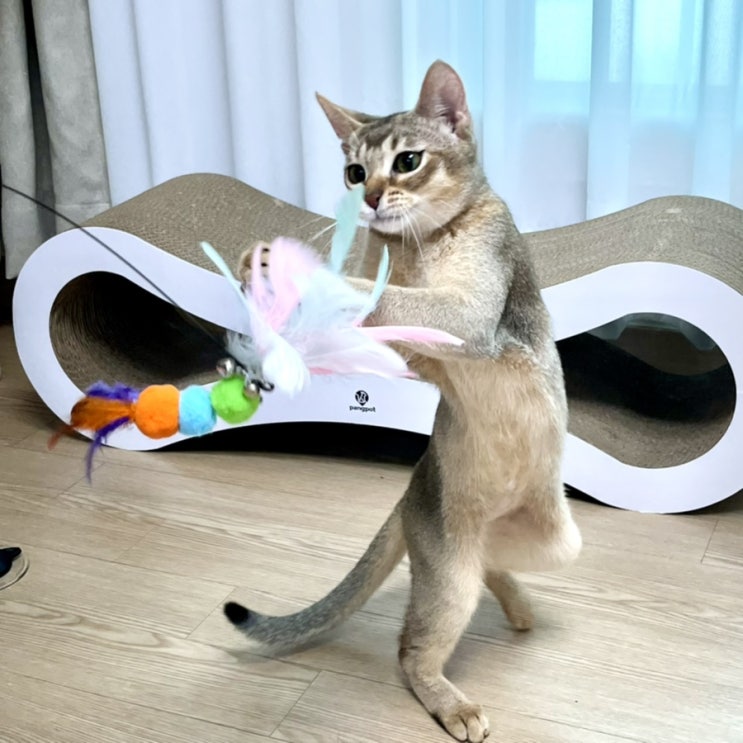  고양이 낚시대 코코지니 애기들 신났음