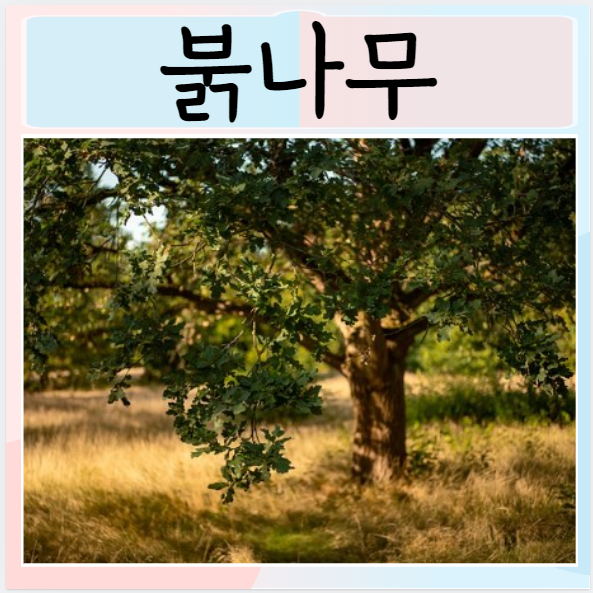  붉나무순 효능 먹는방법 좋은점과 주의사항은?