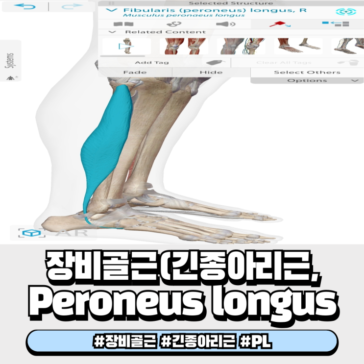  장비골근 긴종아리근 Peroneus longus 해부학 : 기시점, 정지점