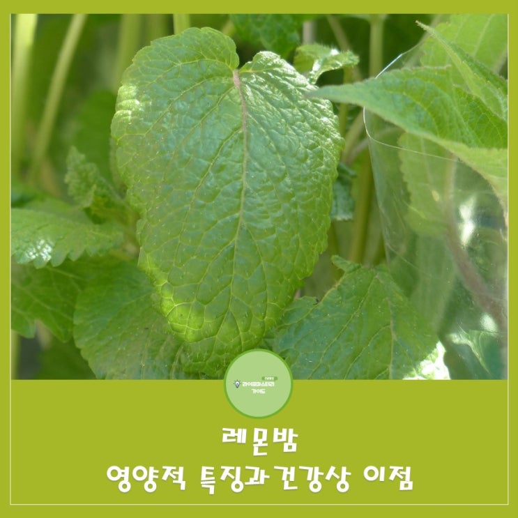  레몬밤의 영양적 특징과 건강상 이점|불면증완화|기분전환|생리통완화|스킨케어