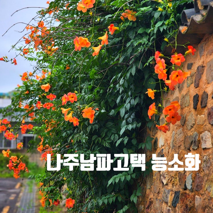  〔전남나주〕나주 남파고택 능소화-나주 능소화-광주 근교 능소화-능소화 전설-능소화 꽃말
