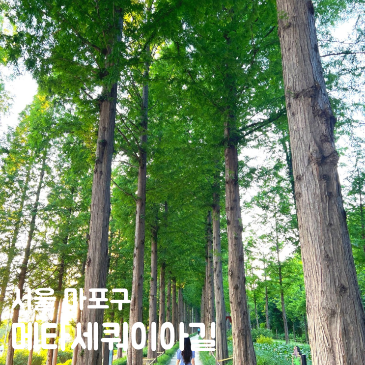  서울 산책 코스 상암 하늘공원 메타세콰이어길