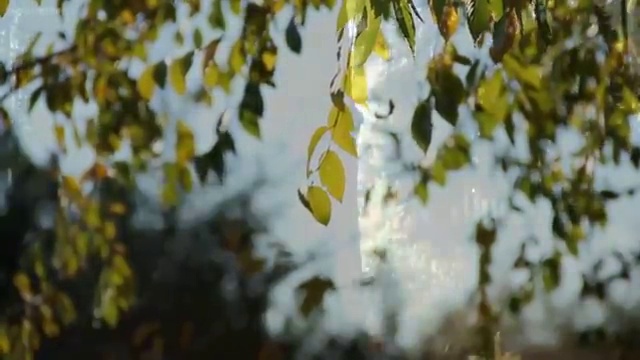  교통사고감정사 , 자격증 활용방법
