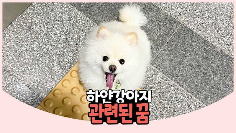 하얀 강아지 꿈 태몽일까? 흰 새끼강아지, 안는 꿈 해몽