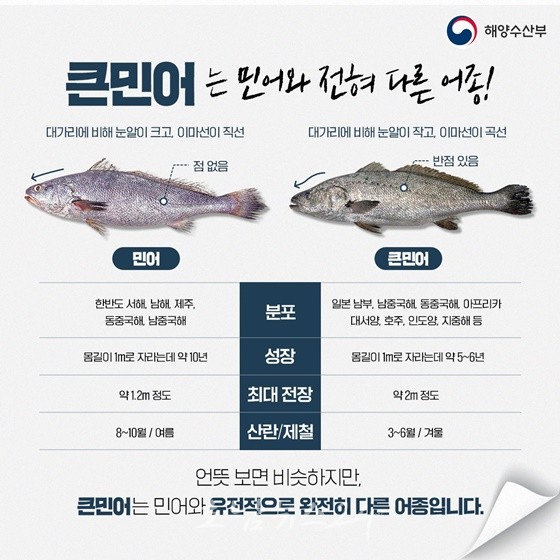  튤립과 홍매화의 섬, 신안 임자도에서 제16회 섬 민어축제 개최