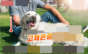  운동선수 어떤 환경 조건 고체온증 기온 상대습도 공기 움직임 방사