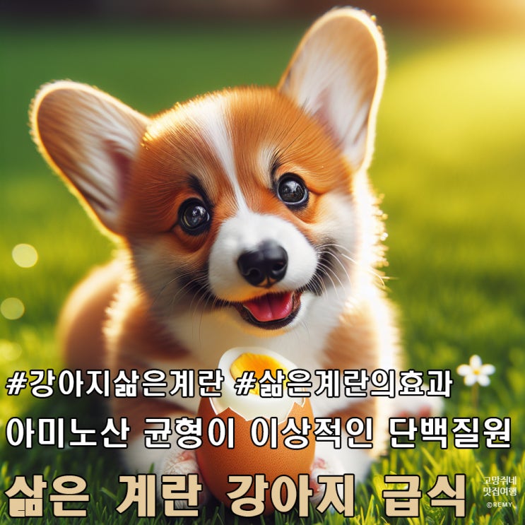  삶은 계란을 강아지에게 먹여도 될까요?