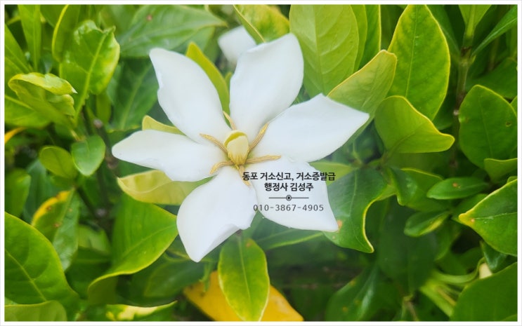 재외동포의 F-4비자 발급, 거소신고, 거소증 발급에 대하여