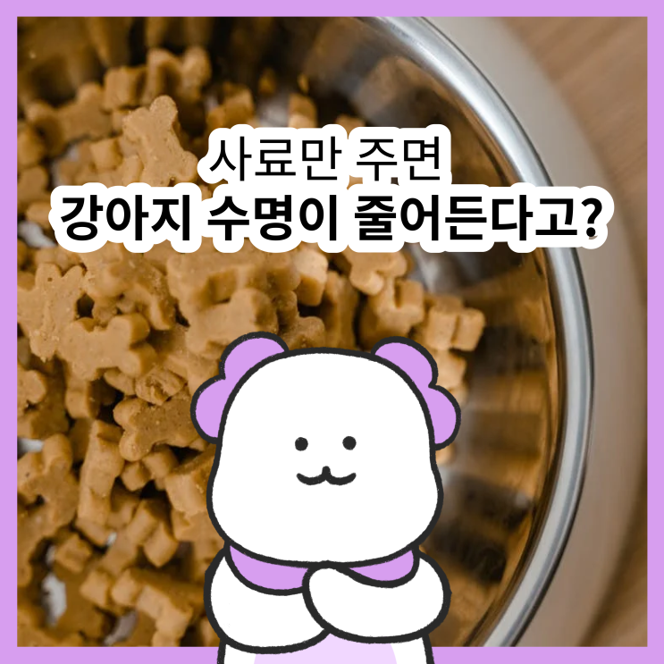  반려견이 먹어도 되는 사람 음식 25가지 (노견 간식 및 강아지 야채 간식 추천)