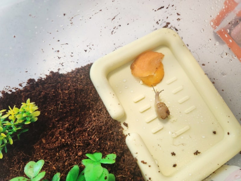 다이소 야생 명주 달팽이 집 구매 흙 추천과 여름보내기