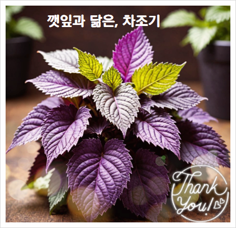  차조기잎 차조기 효능