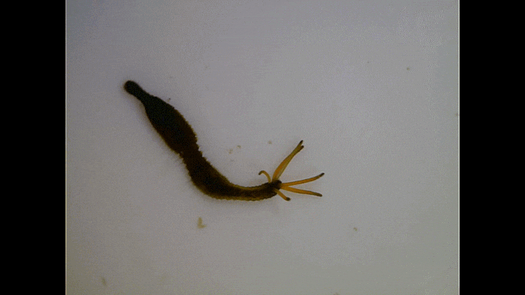  Acrocirridae (Acrocirrus species) 민실타래갯지렁이 -류 모음 2023
