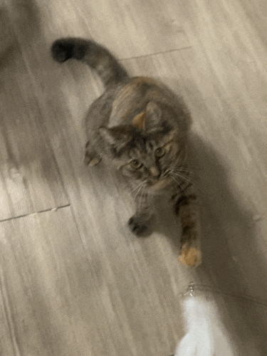  쿠팡 고양이 장난감의 망한 후기 (고정 낚시대)