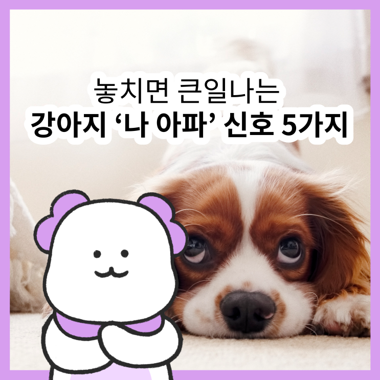  강아지 아플 때 증상과 노견 아플 때 꼭 알아야 할 신호들