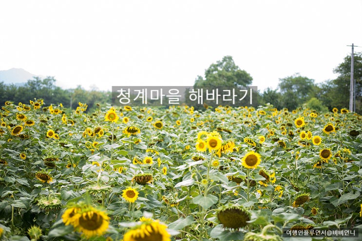  대구 근교 칠곡 청계마을 해바라기 명소 실시간 방문 후기
