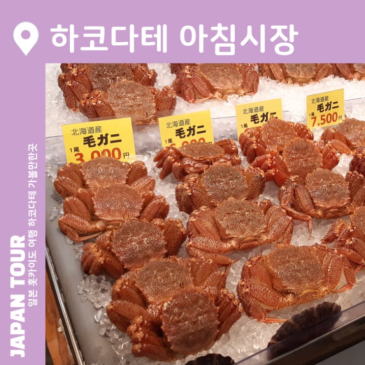  하코다테 아침시장 하코다테여행 가볼만한곳 여행지 추천 해산물덮밥(카이센동) 골목 유바리 멜론일본 홋카이도 여행