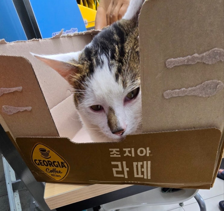  여행지에서 본 길냥이 특집