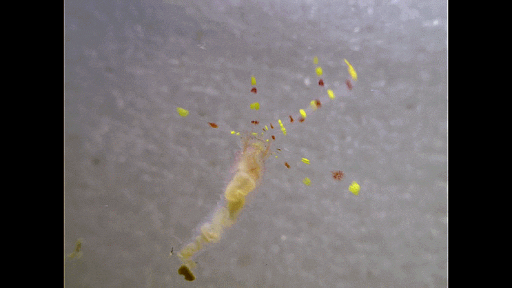  (possibly) Terebellidae sp. (pelagic-stage juvenile) (아마) 유령갯지렁이과의 1종, 부유생활 말기의 유체