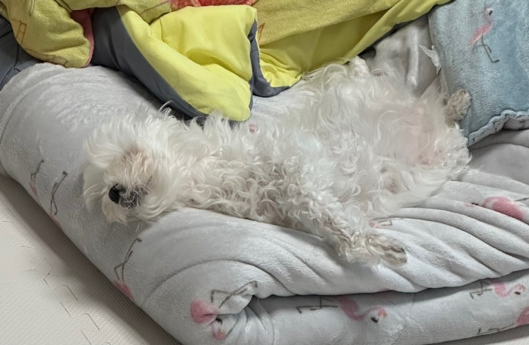  강아지 행동에 대해