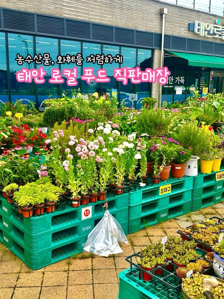  태안 로컬푸드 직매장_태안 가볼만한 곳. 농수산물과 화훼를 저렴하게 구매 가능