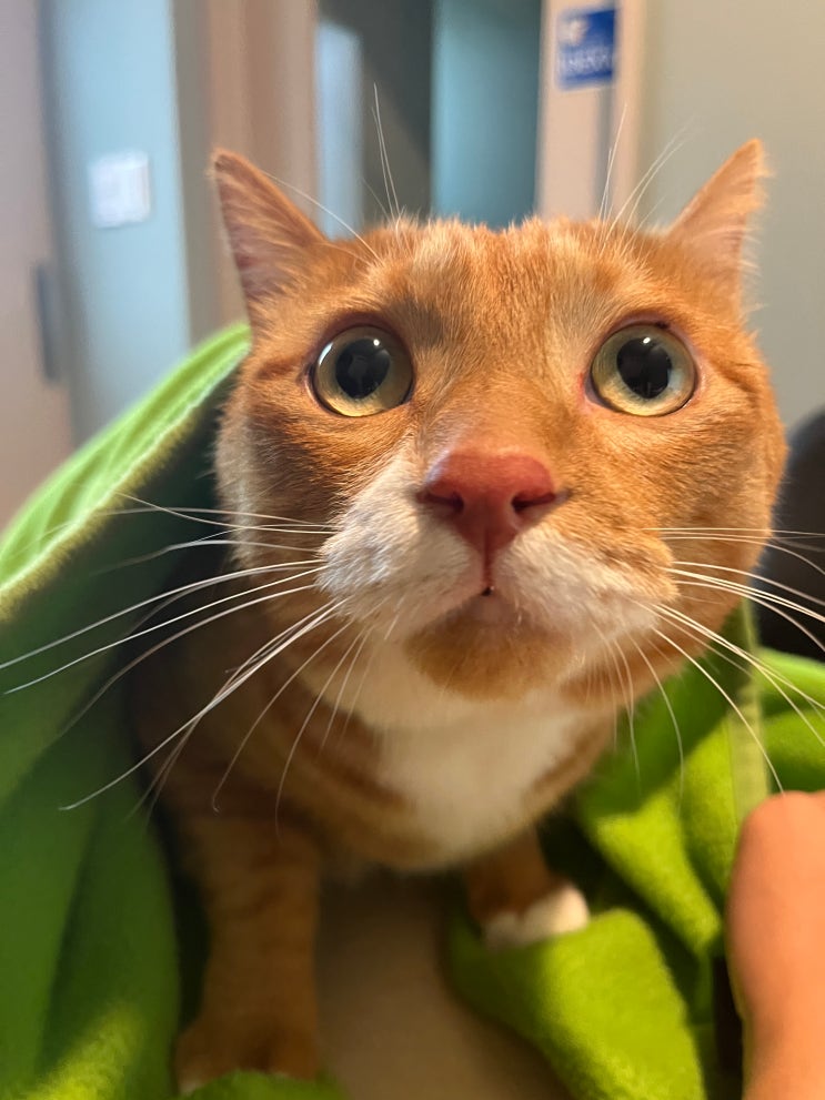  고양이 이식증 이물질 삼킴 증상 처치 방법
