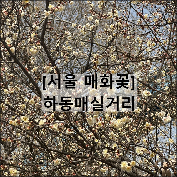  하동매실거리 | 서울 매화꽃 개화 용답역 청계천 봄나들이