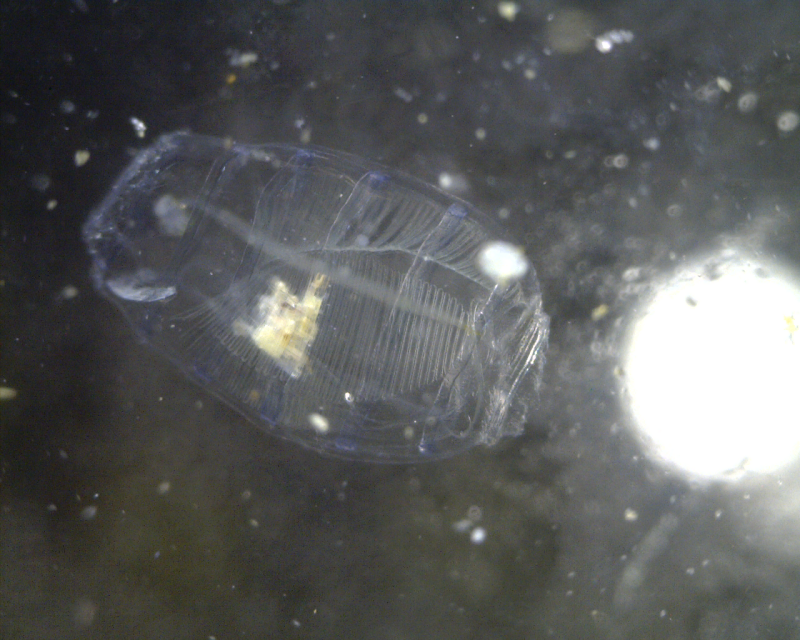 바다술통-류의 1종(gonozooid 스테이지) Doliolidae sp. (pelagic tunicate; gonozooid ...