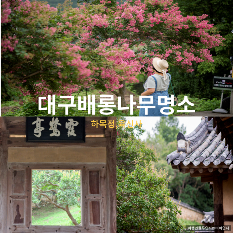  대구 배롱나무 명소 하목정 육신사 실시간 개화상황후기