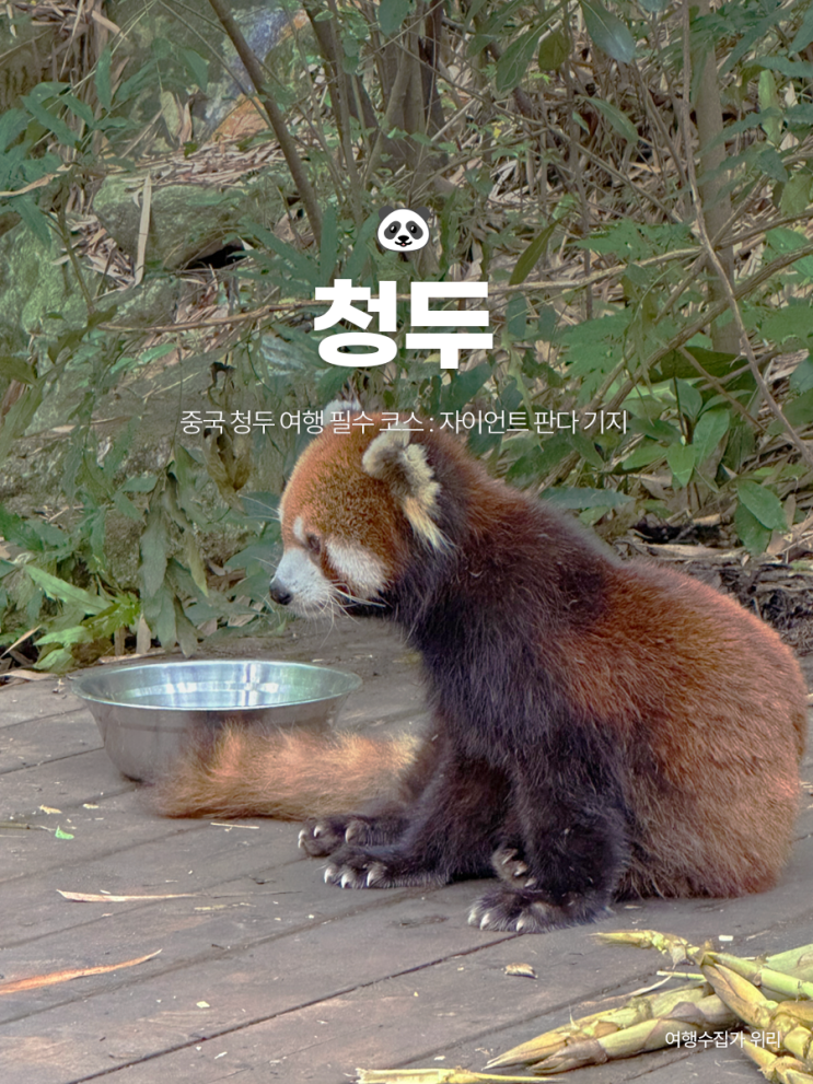 청두 판다기지 : 실제 다녀온 코스 및 후기, 꿀팁, 이후 일정 추천