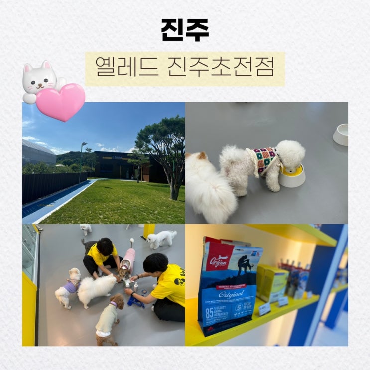  진주 반려견을 위한 진주애견유치원, 옐레드 진주초전점