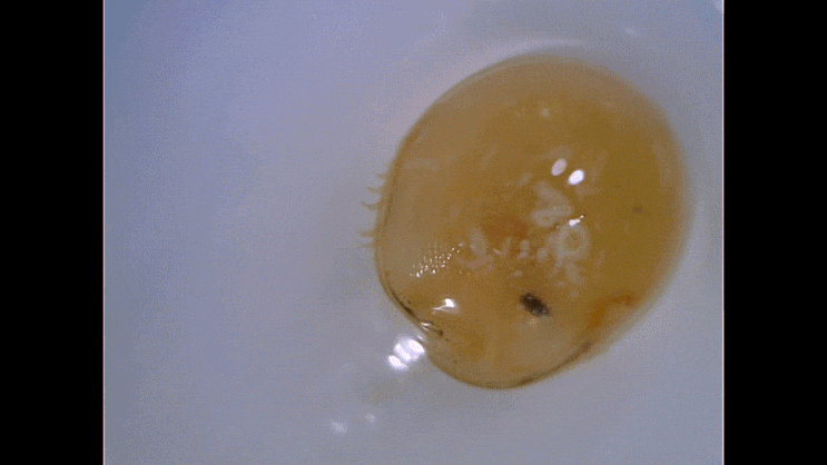  Ostracoda spp. 패형충- 류 촬영 모음(2022-2023)