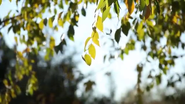  신혼여행 패키지 준비중이라면 , 여행 전문가 에게 직접 물어보세요. (무료 서비스)