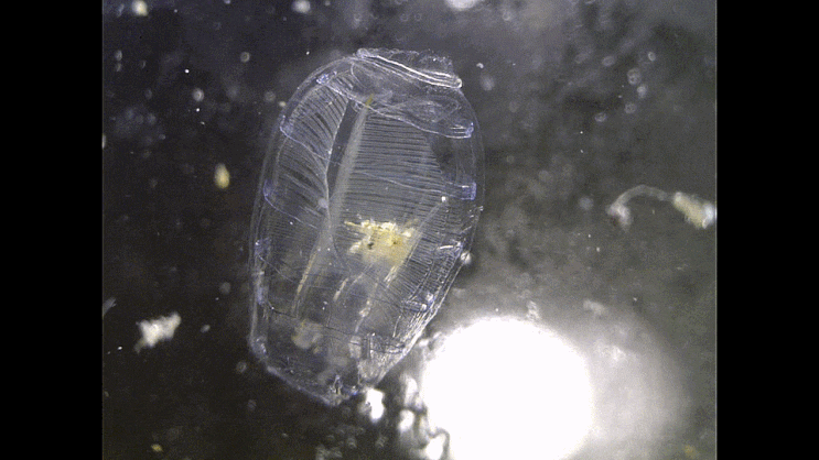  바다술통-류의 1종(gonozooid 스테이지) Doliolidae sp. (pelagic tunicate; gonozooid stage)