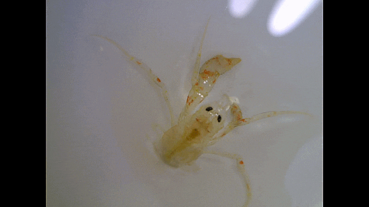  Paguroidea spp. (Glaucothoe stage individuals) 집게-류의 후기 유생(글라우코토우 스테이지) 모음