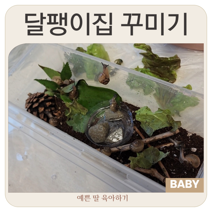  다이소 달팽이집 꾸미기 :) 비오는 날 야생달팽이 잡기하고 집 꾸며줬어요. 명주달팽이 키우기 방생